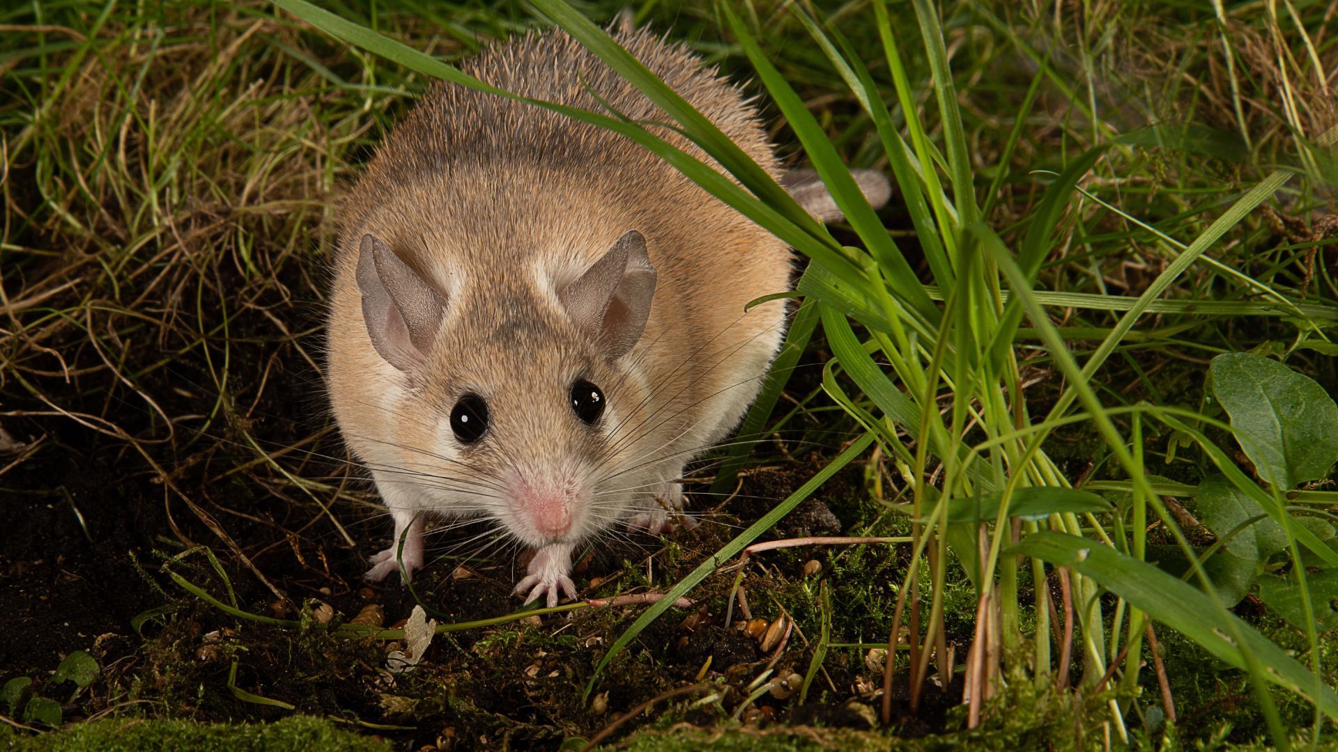 <p>                     These talented escape mice aren’t as house-trained as other, perhaps, unwanted rodents are. So if you’re thinking of welcoming one in your home, a glass tank or plastic terrarium is your best bet.                   </p>