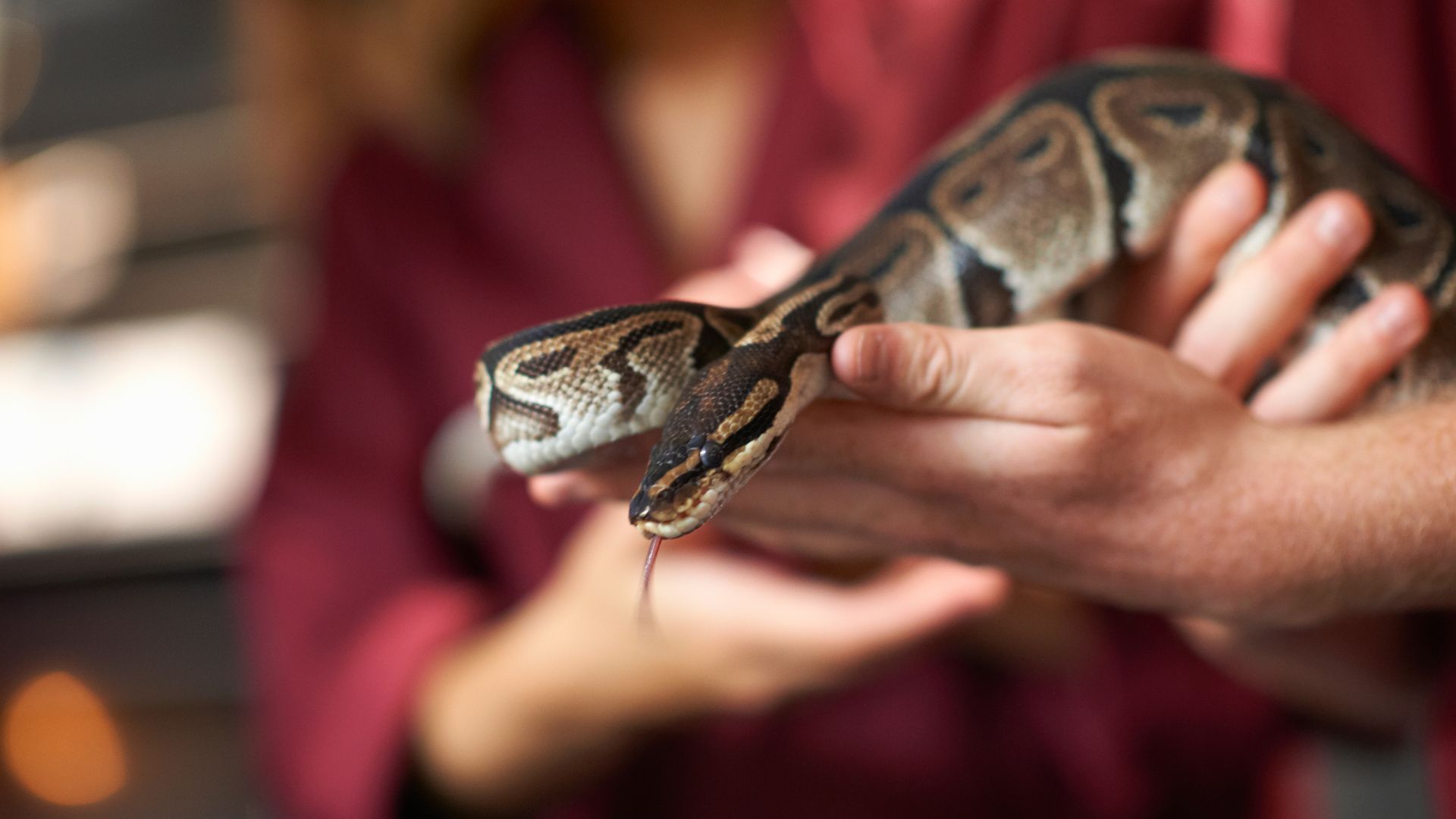 <p>                     If you’re thinking about introducing a snake to your home, you might also want to consider a ball python. Growing up to five feet long and being able to live for up to 50 years, these life-long inactive creatures just need a good enclosure, good food, fresh water and they’re happy.                   </p>