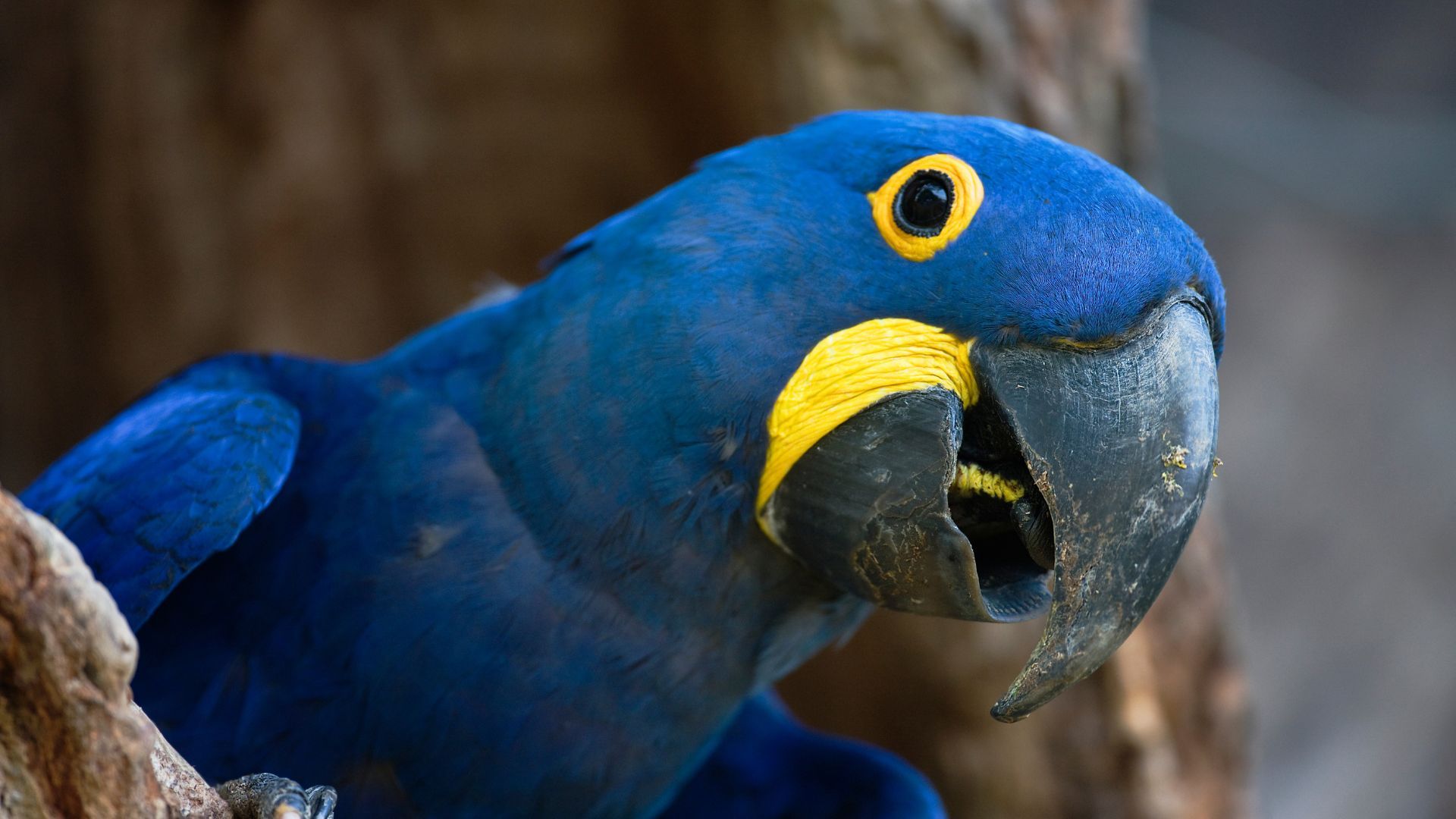 <p>                     These pretty parrots, native to central and eastern South America, are intelligent birds that are best known for their bold blue coloring. They can live for around 50 years in captivity and love to go about their day in a pair — so if you’re thinking of homing one, you might need to consider making room for another.                   </p>