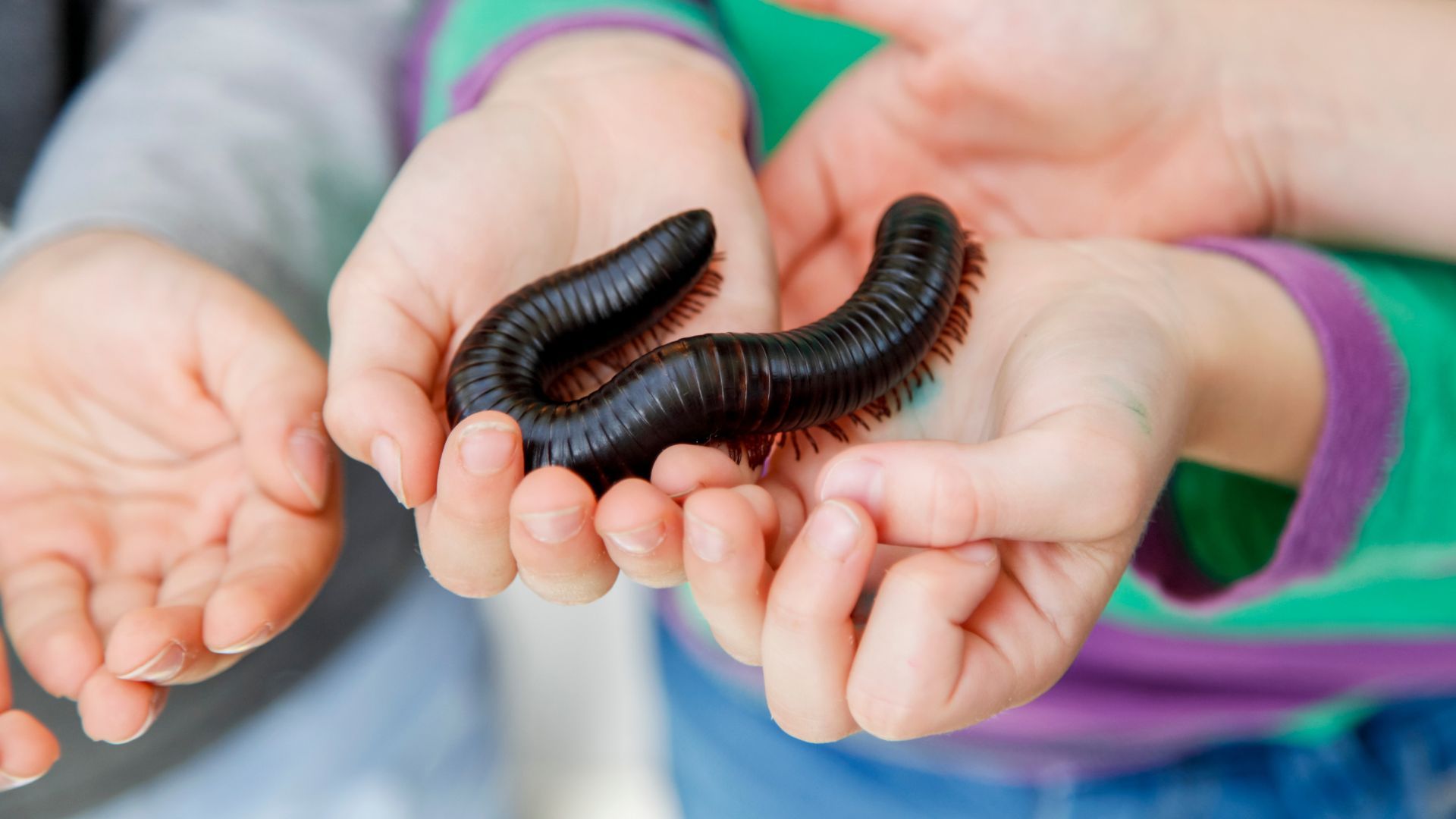 <p>                     More formally known as an Archispirostreptus gigas, giant African millipede can reach up to 15 inches long and make for a great exotic pet for beginners who are OK with having a crawly creature in their home.                   </p>
