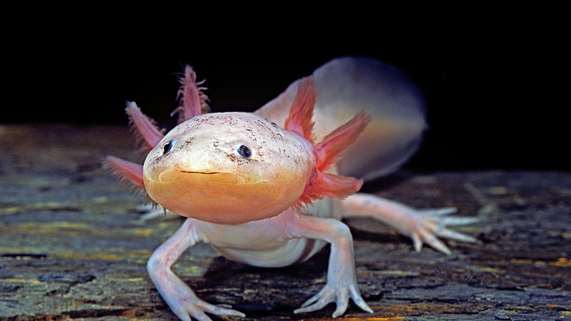 <p>                     Exotic and extraordinary in just about every way, these amphibians are best known for their sweet smiles and unusual looks. And despite what you might have heard, you can keep an axolotl as a pet in some U.S. states.                   </p>