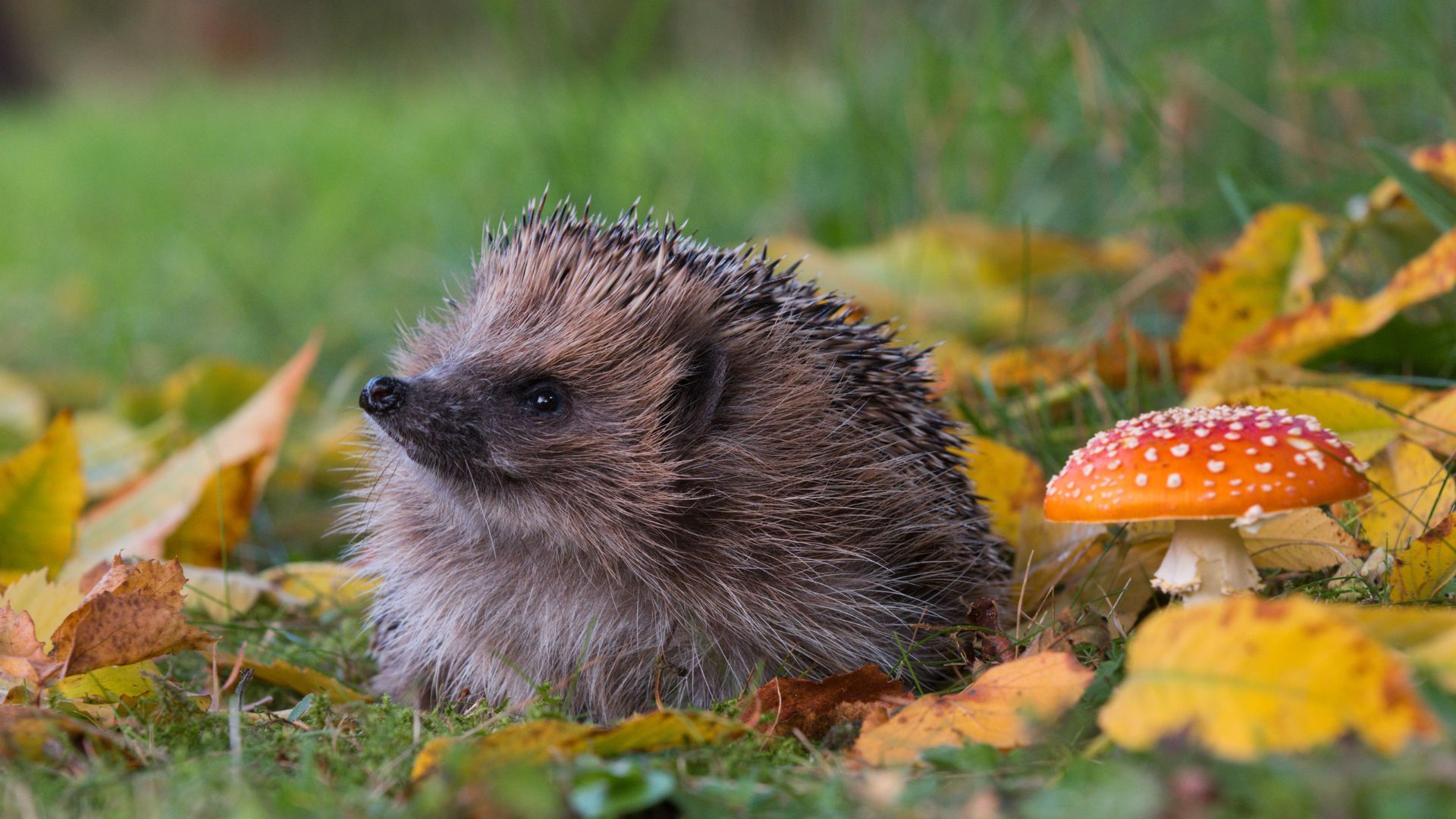 <p>                     These spikey critters aren’t just garden explorers! Hedgehogs can be kept as pets and are one of the easiest four-legged friends to feed as they will hoover up pretty much any food that’s put in front of them — including dry cat food. Who knew!                   </p>