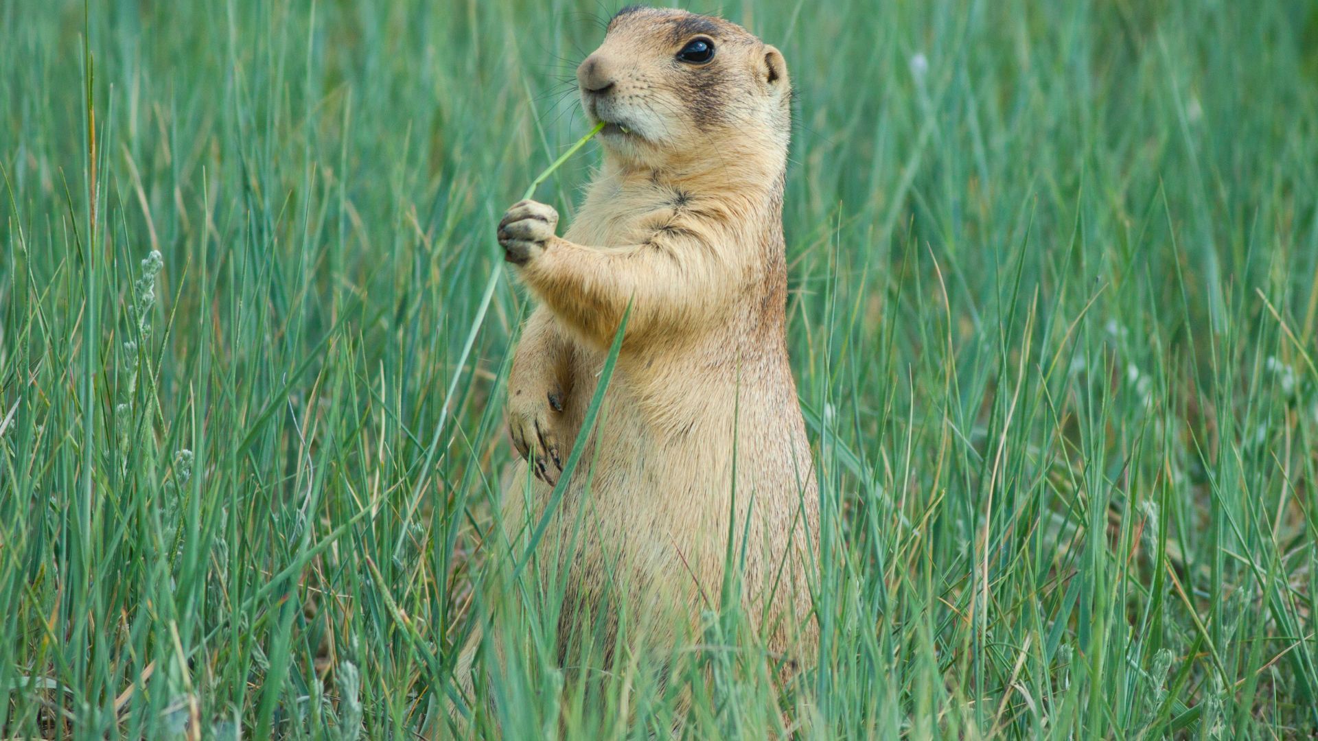 <p>                     You could be forgiven for thinking Prairie dogs are like the usual dogs we know and love. But they are far from it! These active, playful, and sturdy rodents can make fairly affectionate pets if purchased young, socialized properly and given lots of attention.                   </p>