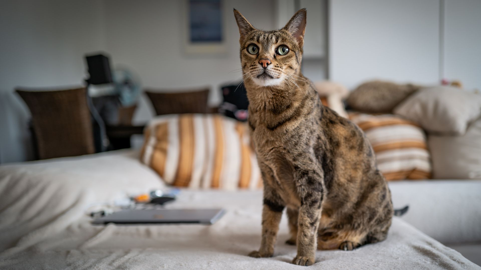 <p>                     Known as the largest domestic feline, the Savannah cat could be the exotic pet your home has been missing. It’s a hybrid between a wild African cat and a domestic kitten. But do note: there are bans against owning one as a pet in certain U.S. states.                   </p>