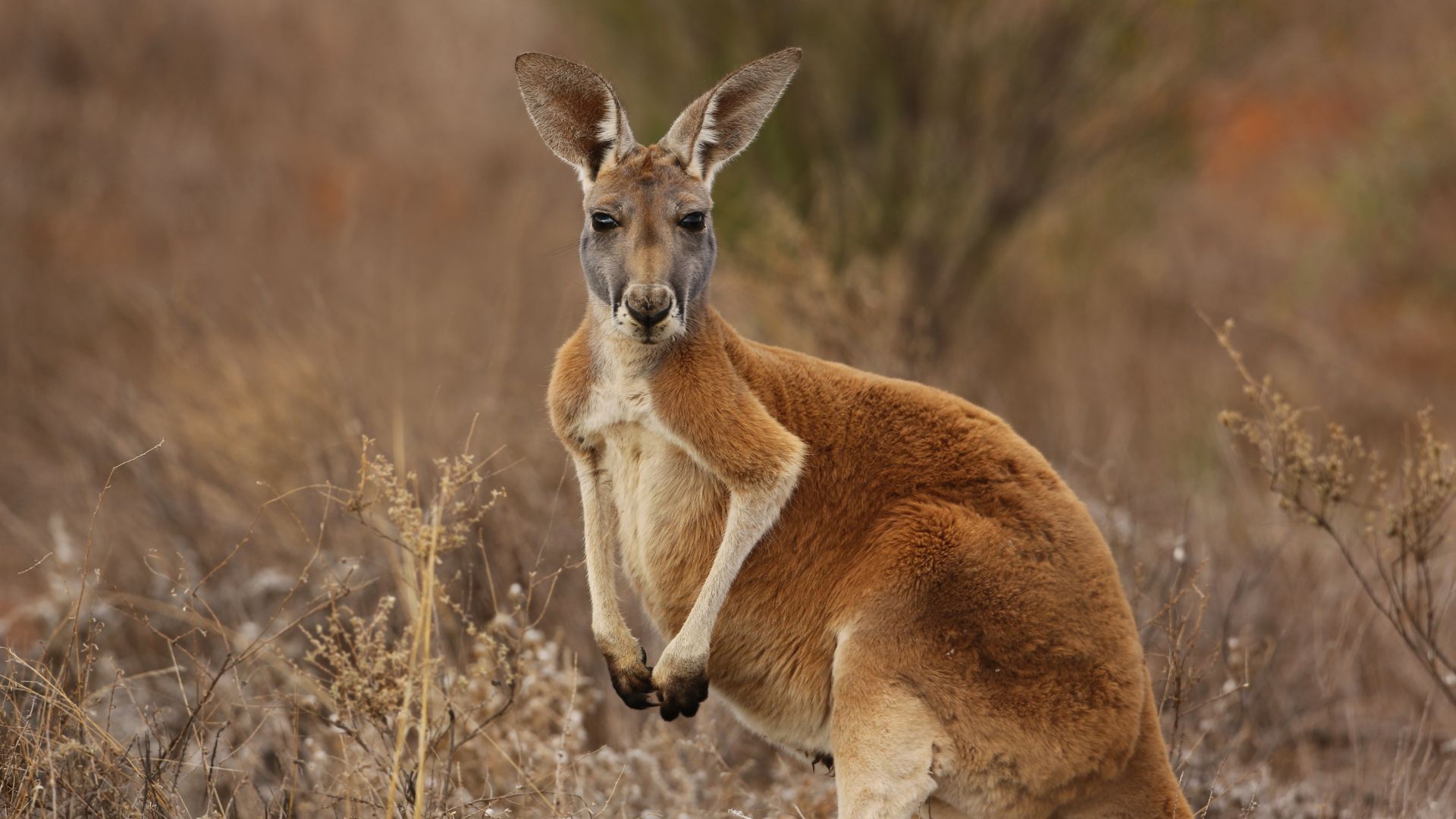 <p>                     Falling between a kangaroo and a wallaby, wallaroos are middle-range marsupials that are extremely curious and active. These exotic beings are banned from being kept as pets in most states, but not all. So be sure to do your research as these laws can change.                   </p>