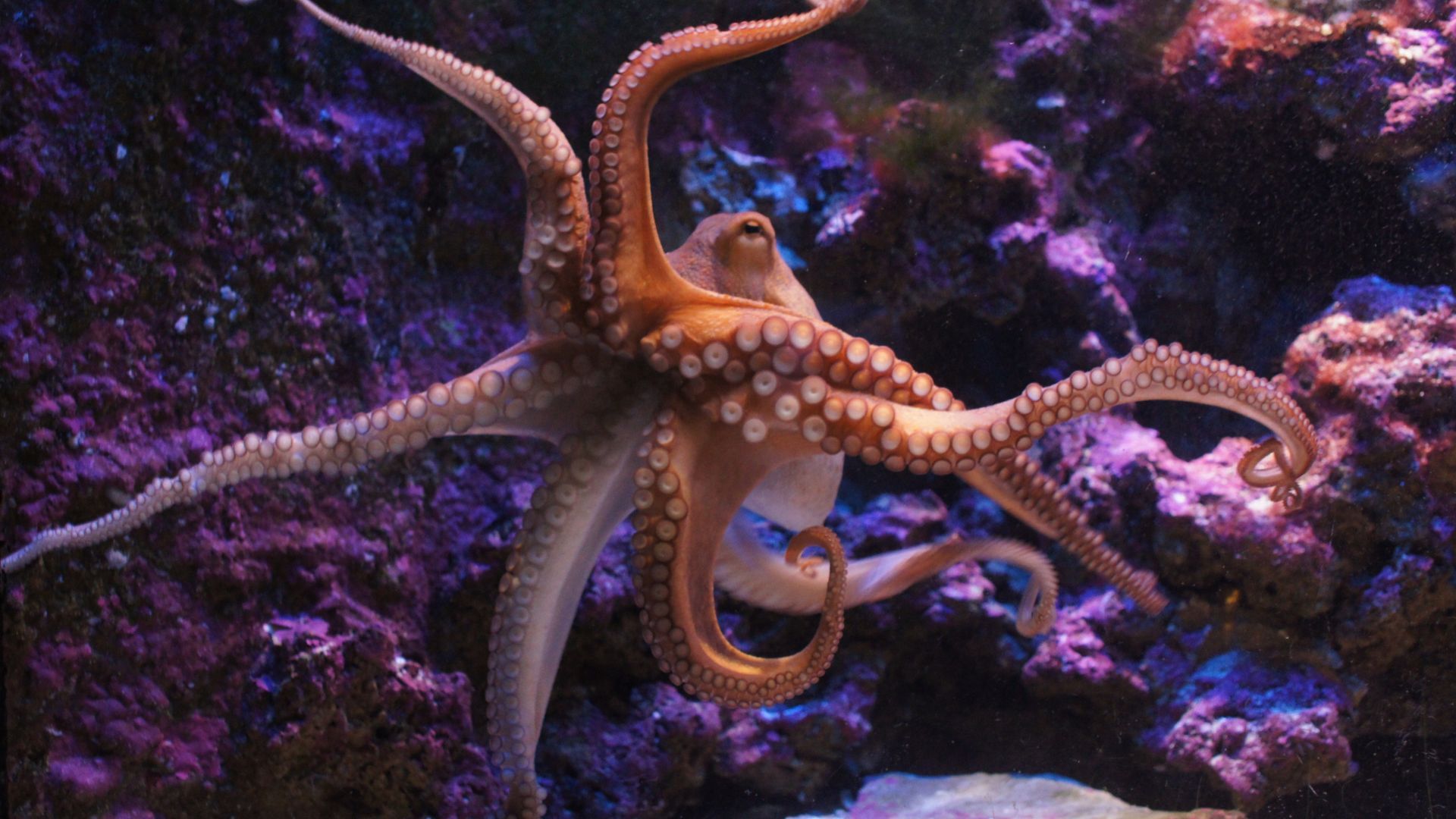 <p>                     Add some exotic excitement to your aquarium with a saltwater sea animal like an octopus. Just make sure your tank is of adequate size and can replicate their usual habitat with tons of live rock, sand and a fluorescent light.                   </p>