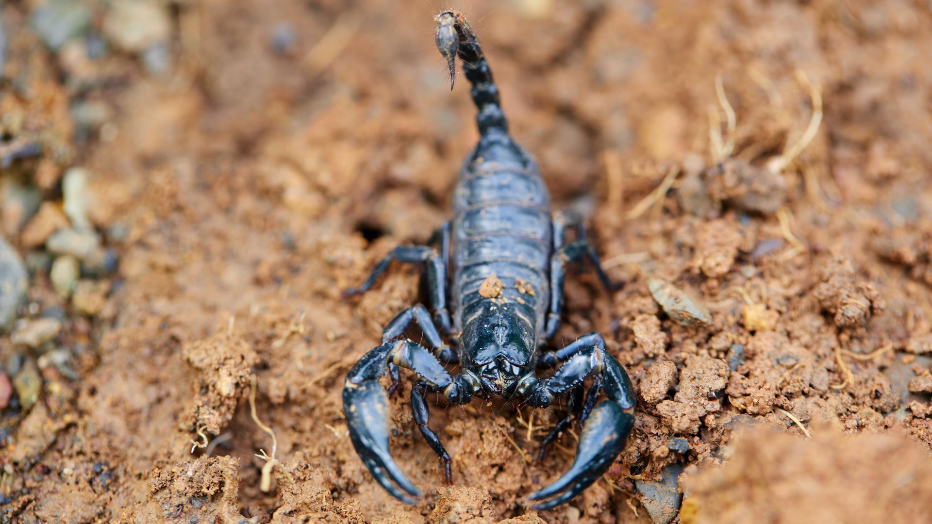 <p>                     Legal to own, emperor scorpions make it onto the list of most exotic pets because they are hard to track down. These creatures are an African rainforest species, but you can also find them present in Savanna. They are relatively docile and usually only show signs of aggression when threatened.                   </p>