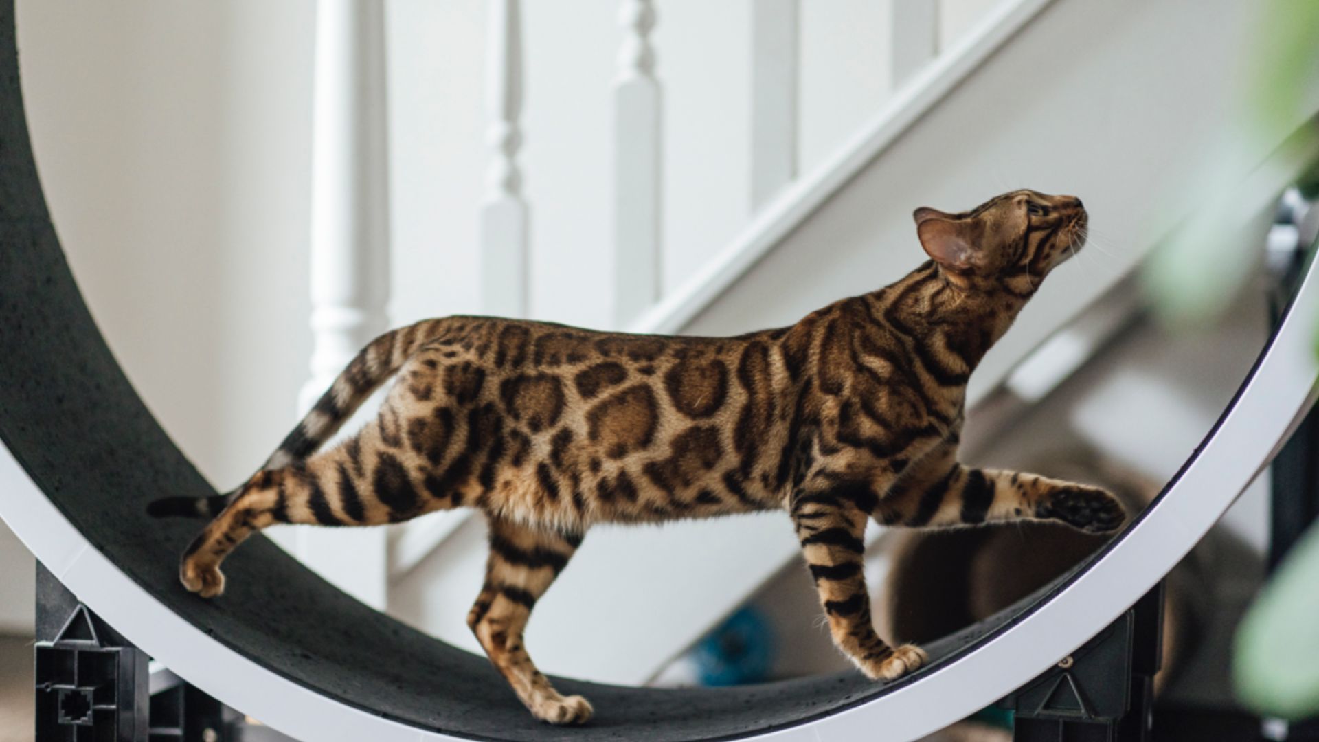 <p>                     Thanks to their striking good looks and outstanding athletic ability, the Bengal cat has earned itself a rep for being one of the most beloved feline breeds.                   </p>