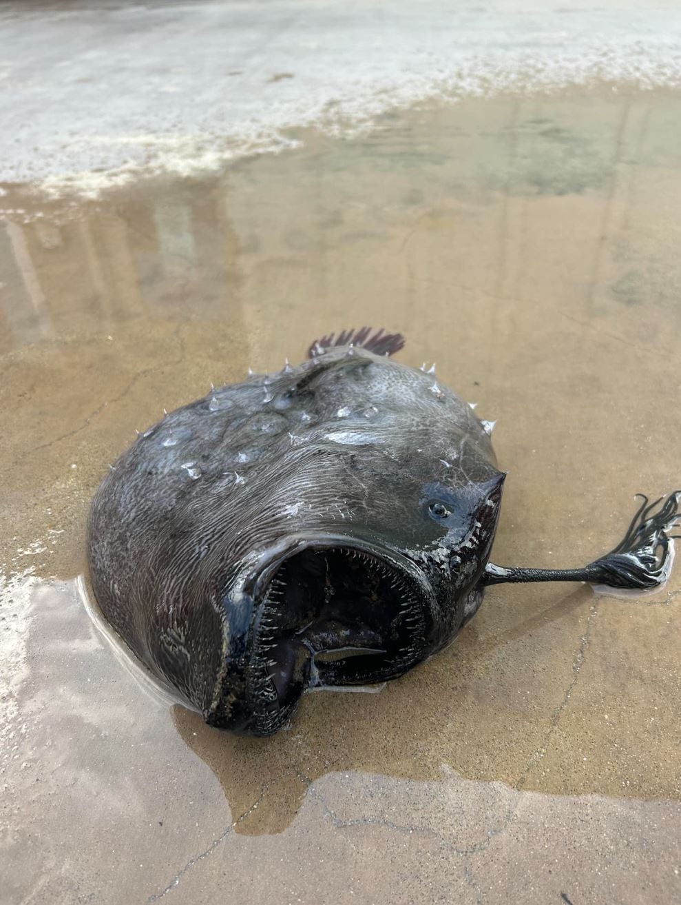 California beach closed after 'aggressive shark activity'; whale washes ...