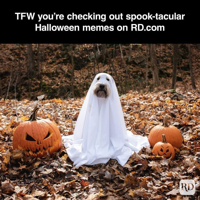 50 Halloween Memes That Will Have You Howling with Laughter