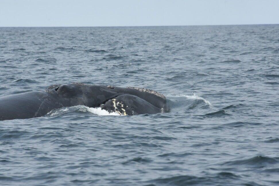 Decline of endangered North Atlantic right whales shows signs of slowing