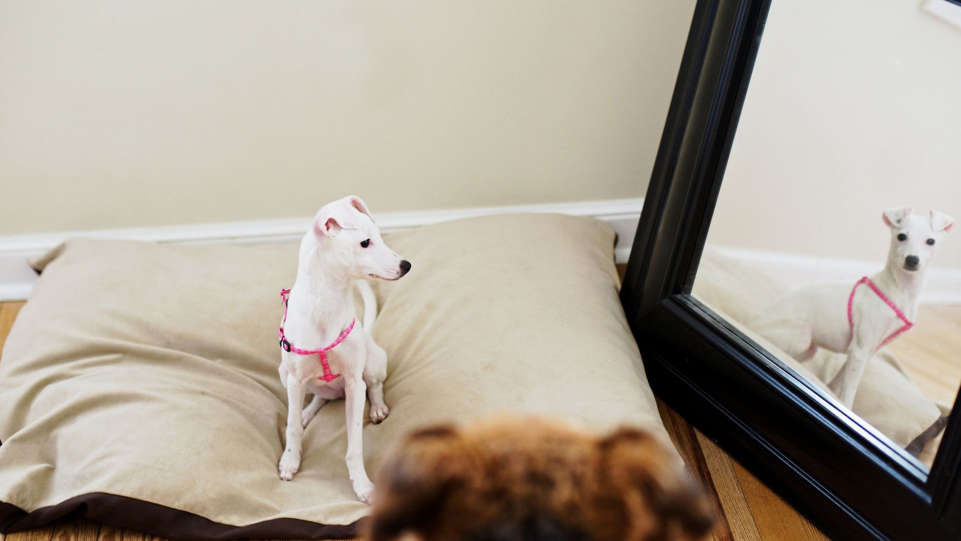 <p>                     When a dog sees their reflection they do not recognize it as themselves instead see another dog before them. The act of the dog staring right back at them is a sign of aggression and in many cases may cause extreme anxiety.                   </p>