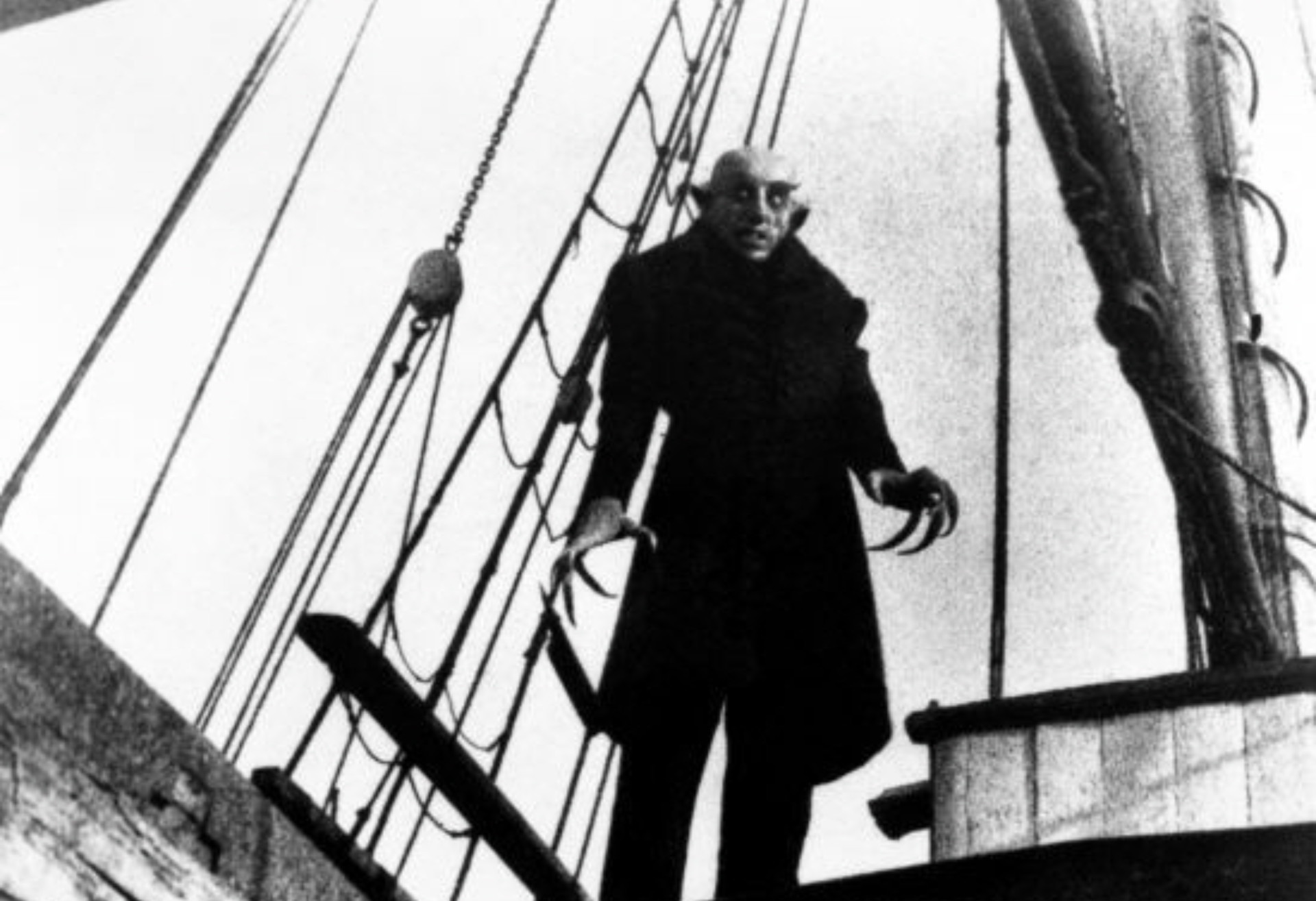 Kahverengi kokarca böceği nedir, insana zarar verir mi? Kahverengi