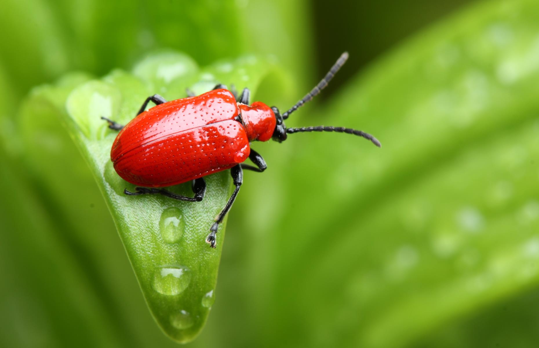 How to identify and treat these 18 garden pests