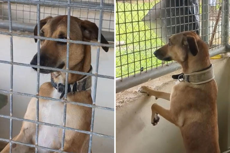 Dog Has Stared Out Shelter Cage Waiting for Adoption Every Day for