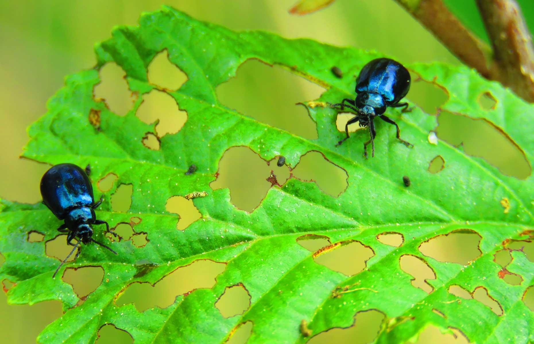 Essential tips for eliminating backyard pests for good