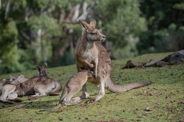 tours on kangaroo island