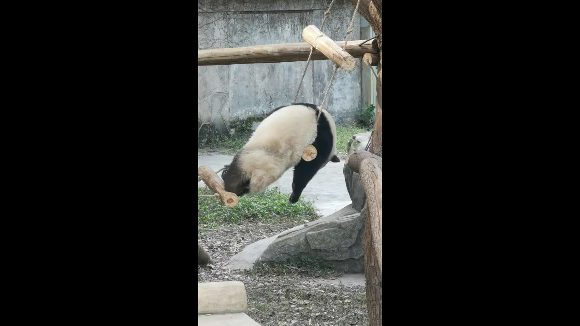 Panda Hanging on Ladder in Chongqing, China