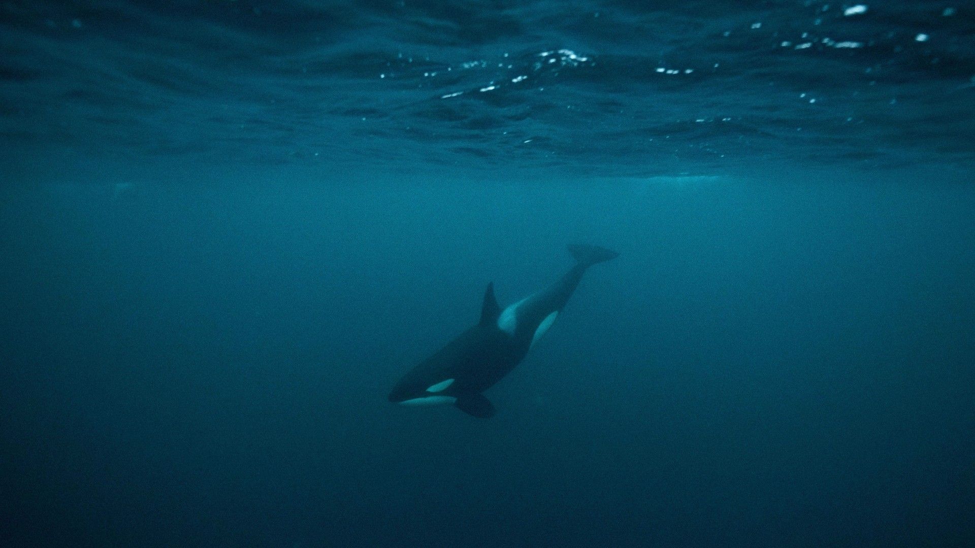 Why scientists think orcas may be getting smarter