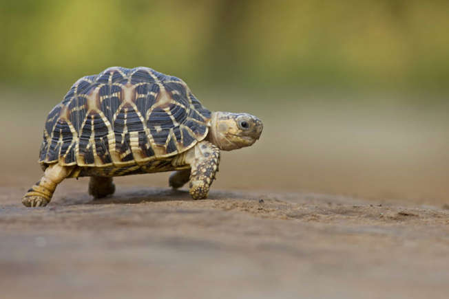 Taurus - Tortoise,Best Pet that Best Matches Your Zodiac Sign