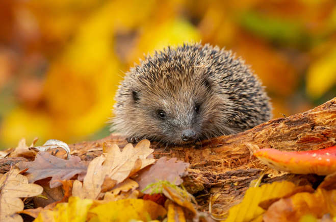 Cancer - Hedgehog,Best Pet that Best Matches Your Zodiac Sign