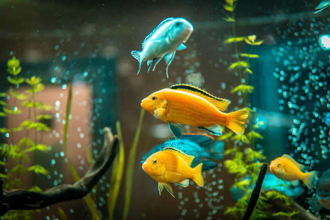 Pisces - Fish,Best Pet that Best Matches Your Zodiac Sign