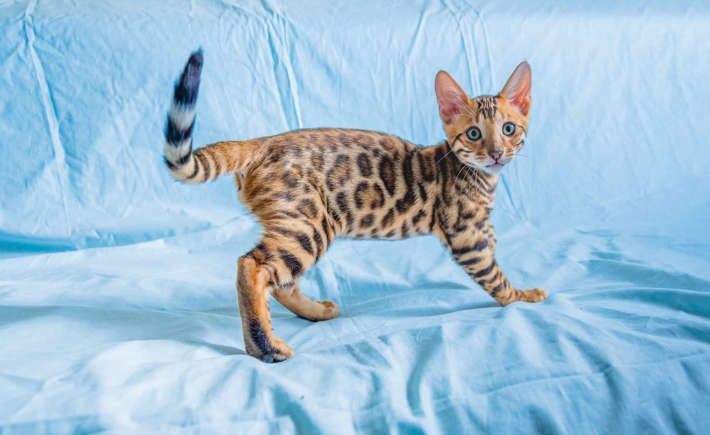 Leo - Bengal cat,Best Pet that Best Matches Your Zodiac Sign