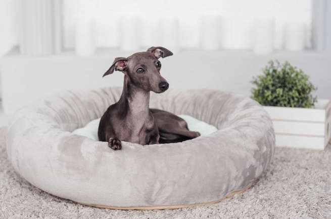 Virgo - Greyhound,Best Pet that Best Matches Your Zodiac Sign