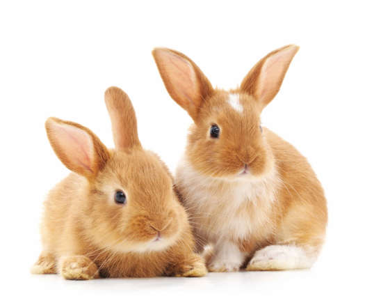 Capricorn - Rabbit,Best Pet that Best Matches Your Zodiac Sign