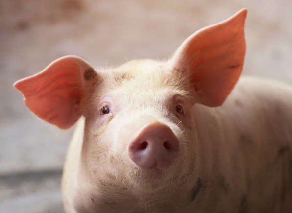 Aquarius - Pig,Best Pet that Best Matches Your Zodiac Sign