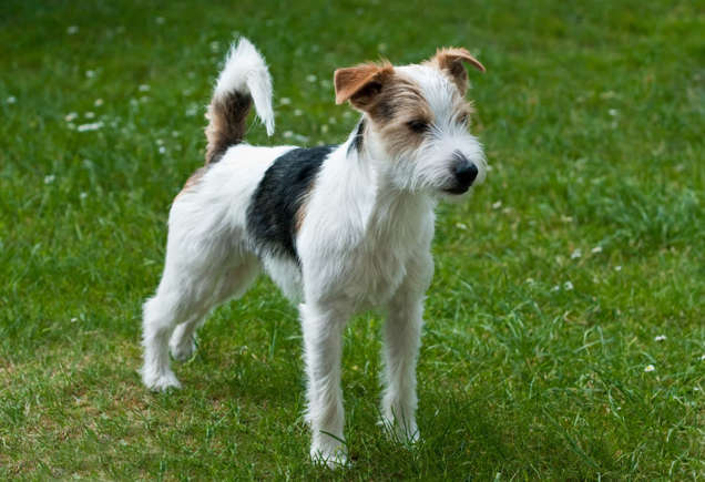 Gemini - Parson Russell Terrier,Best Pet that Best Matches Your Zodiac Sign