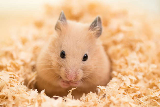 Taurus - Hamster,Best Pet that Best Matches Your Zodiac Sign