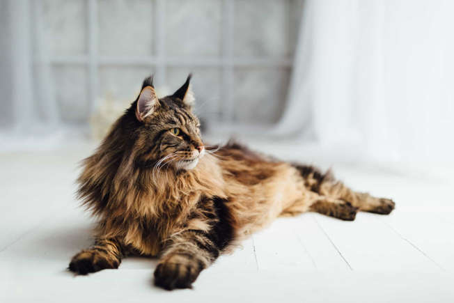 Pisces - Maine Coon cat,Best Pet that Best Matches Your Zodiac Sign