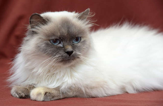 Cancer - Himalayan cat,Best Pet that Best Matches Your Zodiac Sign