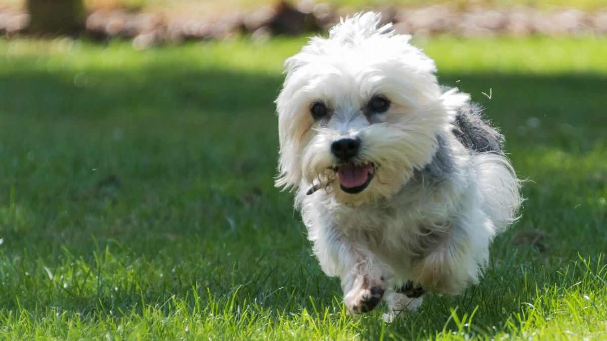 The Dandie Dinmont Terrier: Understanding This Playful and Devoted ...