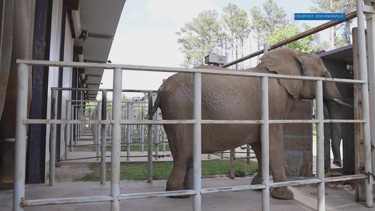 Jana the elephant euthanized at The Elephant Sanctuary due to