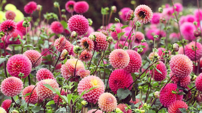 Should I Mulch Over The Dahlia Tubers In My Garden? Advice From House ...