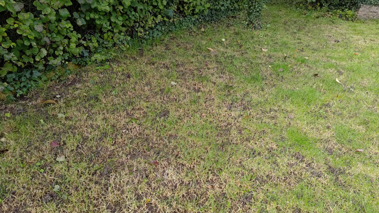 The scene of the crime; my patch of lawn that desperately needs a pre-winter helping hand. (Image credit: Future)