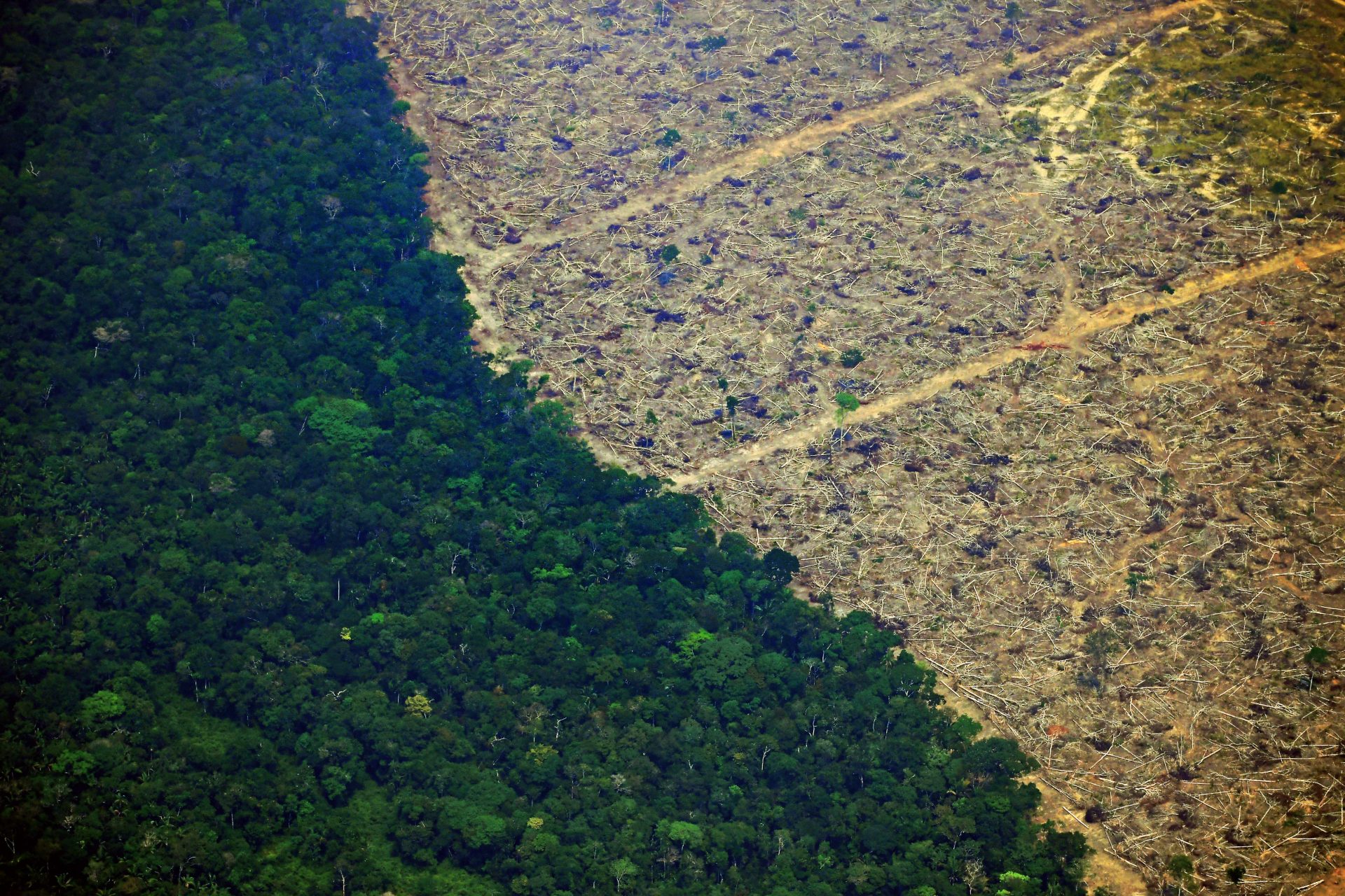 More violent crimes in deforestation areas