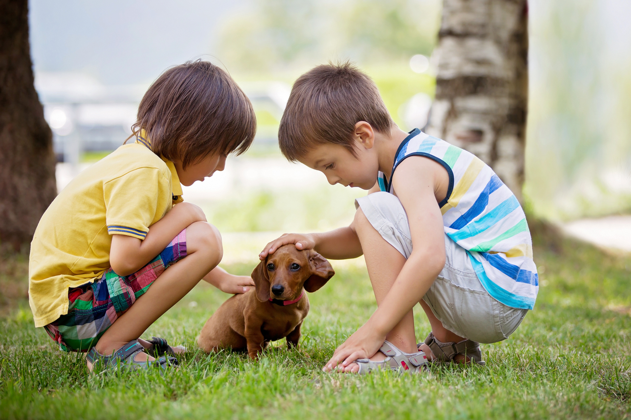 Возраст брата. Boy and Dog Park. Boy Play with Pet. Petting in Park. My brother Plays in the Yard.