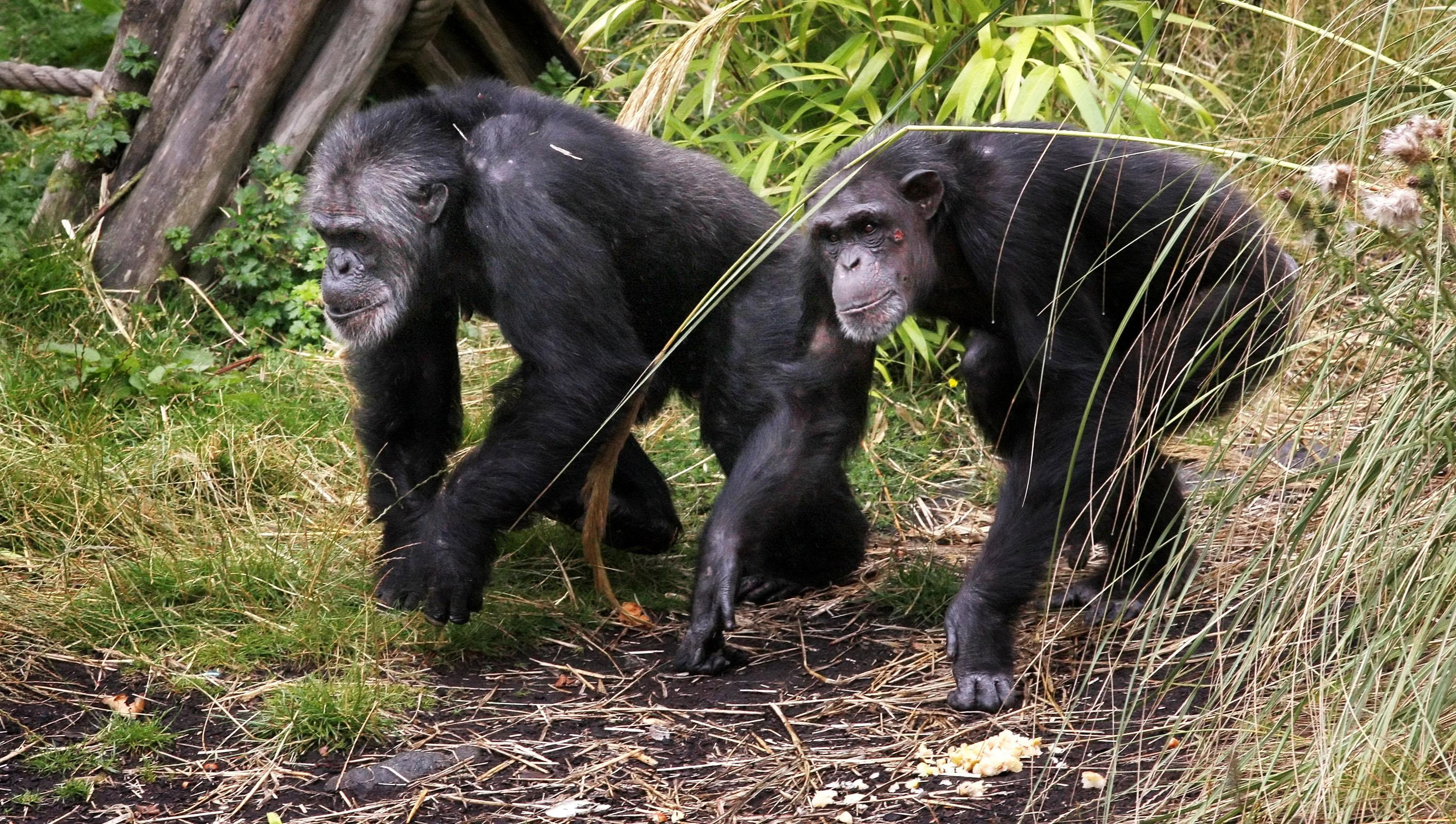 Дальней родственник человека. Шимпанзе бонобо. Племя обезьян бонобо. Самка шимпанзе. Бонобо Приветствие.