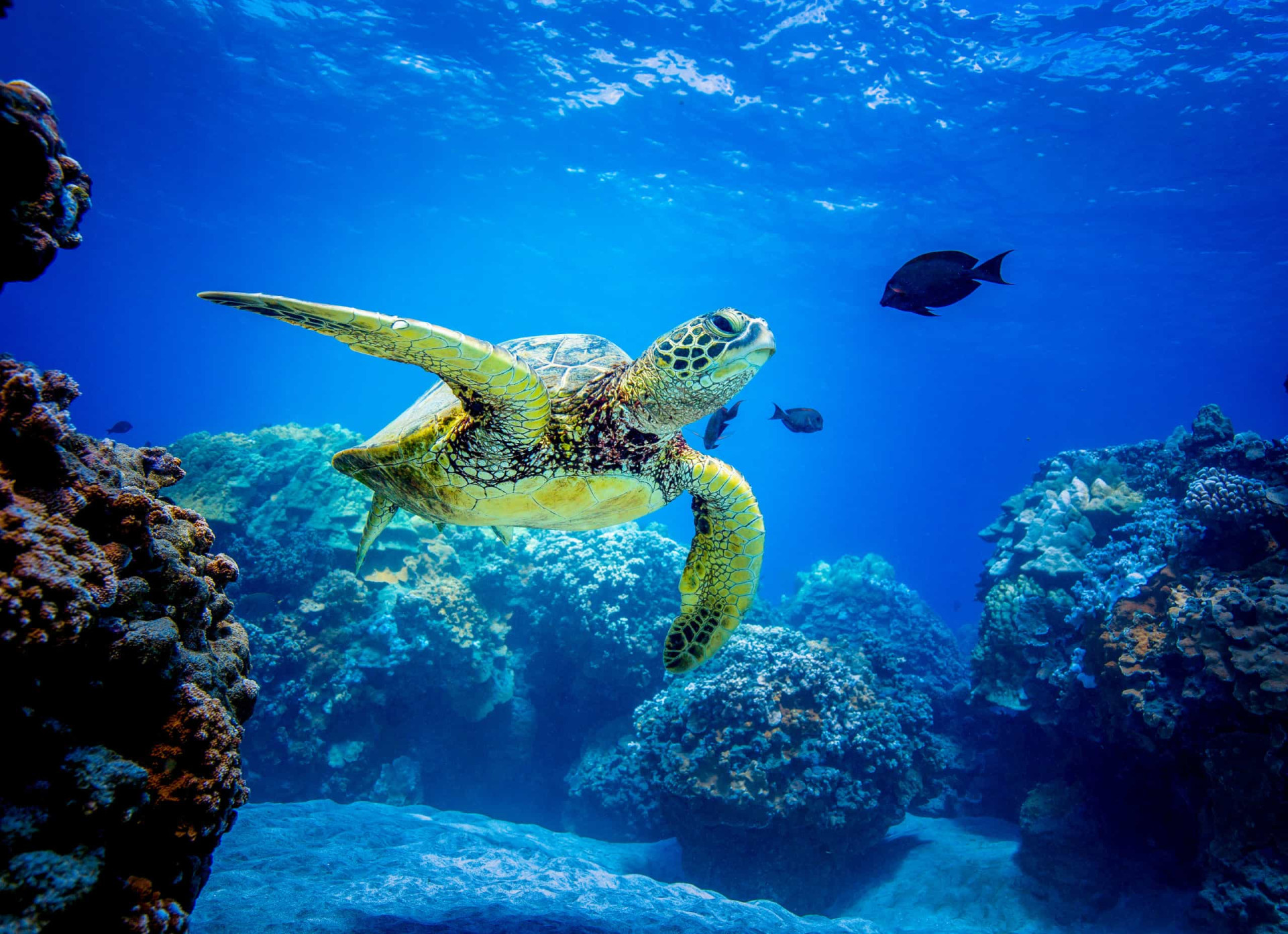 Amazing animals with sixth senses