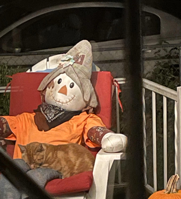 Cat Snuggles with Halloween Scarecrow