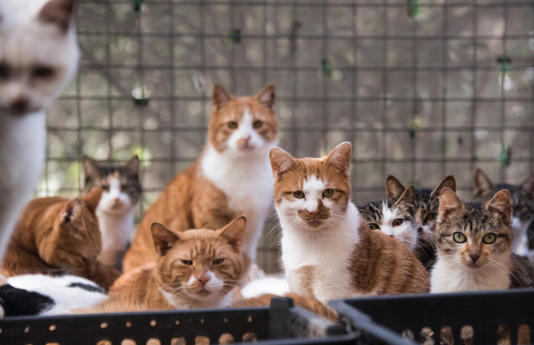 It’s not clear where the cats came from (Stock picture: AFP via Getty Images)
