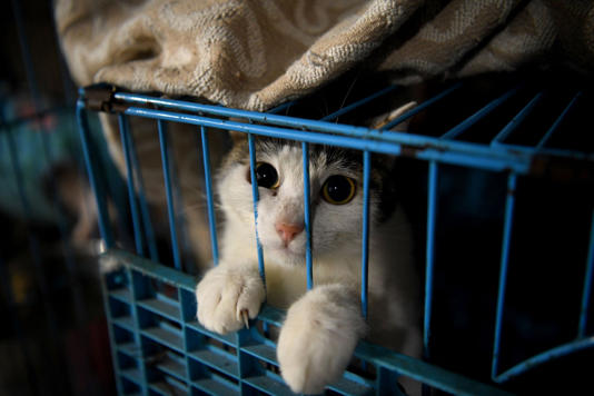 The cats were rescued from slaughter and taken to a shelter (Stock picture: AFP via Getty Images)