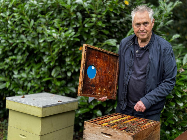 Duizenden bijen gestolen in Nederweert: wat moet dief met bijenkast?