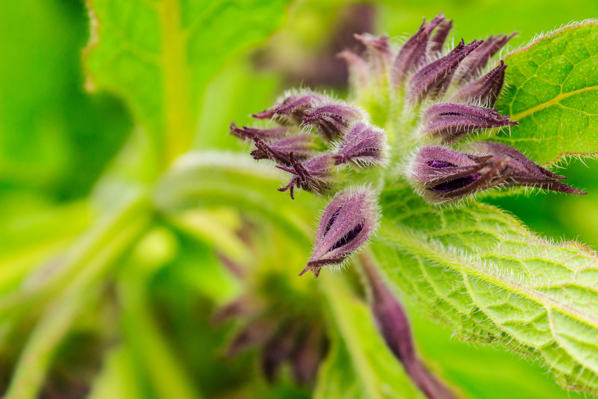 ces-plantes-m-dicinales-vont-vous-changer-la-vie