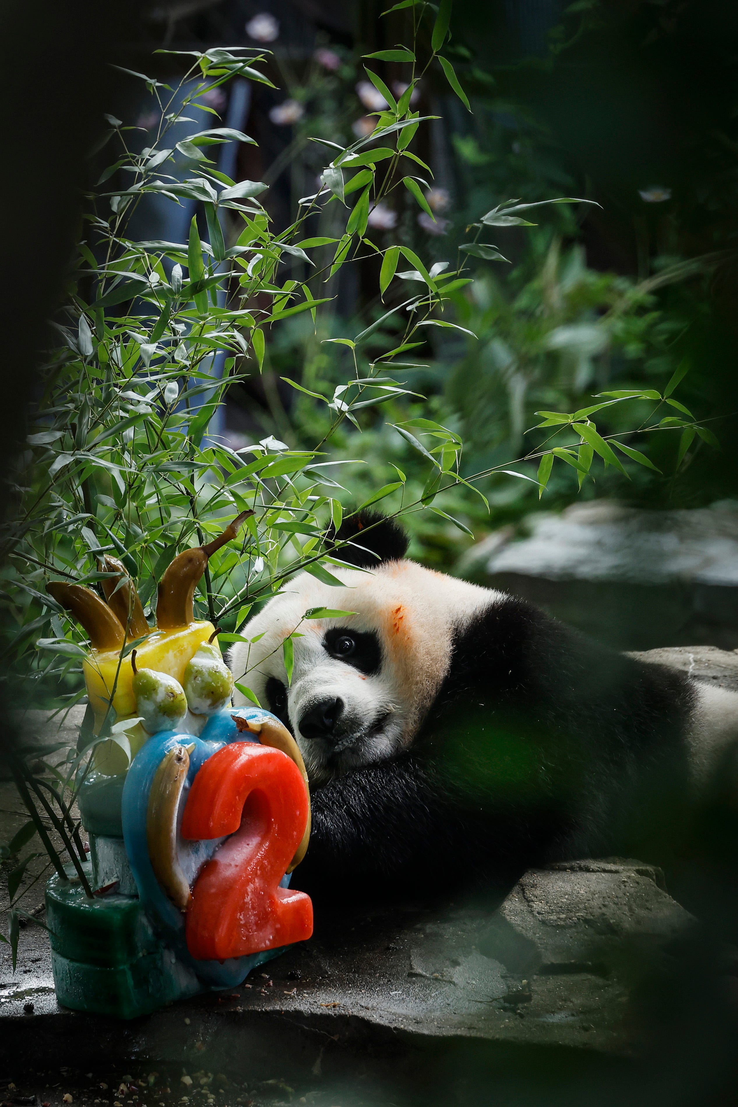 Watch livestream: Pandas leaving the National Zoo in DC, heading back