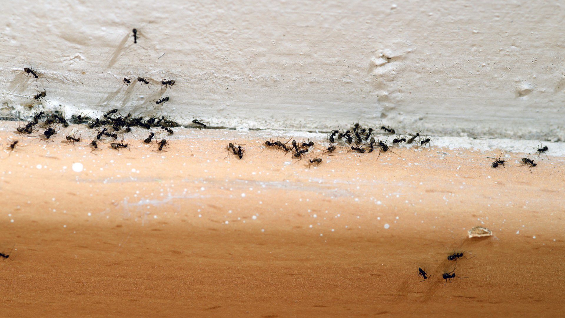 “algo no anda bien”, el significado espiritual de encontrar hormigas, moscas o ratones en la casa