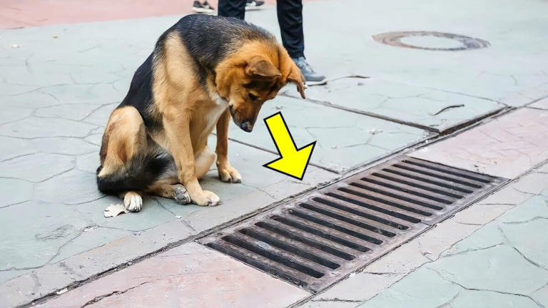 Dakloze hond staart dag na dag naar riool: wanneer de brandweer het opent, kunnen ze hun ogen niet geloven